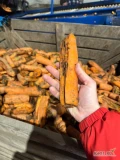 Sprzedam myty odsort grubej marchwi dostępne po 10 ton polecam