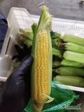 Witam. Posiadam kukurydzę słodką na sprzedaż, odmiana Strongstar oraz Sweet tasty, cena 1.2zł/szt, ilości hurtowe ok. 3tys...