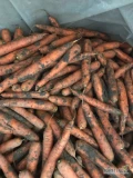 Marchew handlowa grubszy kaliber 3-7. Brudna jak i myta. Ilosci paletowe. 
