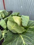 Witam sprzedam kapustę młodą na sztuki lub kilogramy 
