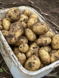 Sprzedam duże ziemniaki 55+ , jadalne , różne odmiany , 