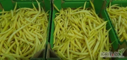 Kupię fasolę żółtą I zieloną proszę o kontakt Marek Sadpol 502 243 212 