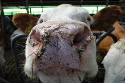 UOKiK: Zmowa producentów pasz dla zwierząt