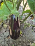 Sprzedam bakłażan polny. Cena do uzgodnienia.