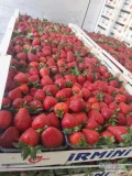 Truskawka na zamrozenie 22ton 