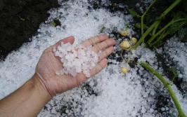 Rekompensaty za klęski żywiołowe lub ASF: wnioski od 11 marca