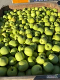 Sprzedam jabłka golden 400 skrzyń 