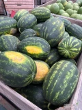 Sprzedam arbuza z mojej uprawy