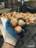 Fresh Home sprzeda cebule 40-50 oraz 30-40 obcięta po stole, opakowanie do ustalenia. Zapraszam 