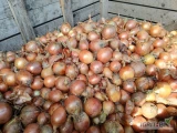 Sprzedam cebule z pełną łuska - odmiana Sedona, kaliber 6+, worek, big bag,luz