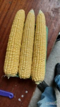 Sprzedam kukurydze cukrową pakowana na tackę 