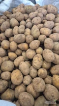Sprzedam ziemniaki  Gala kaliber 35-50 cena do uzgodnienia tel 691 288 694