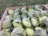 Sprzedam kapustę gołąbkową greenlunar  waga 1.5- 3.5 kg czysta zdrowa dowolnie pakowana ilość  70 ton. Kapustę białą kilaplon 120...