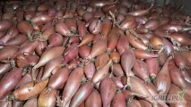 Cebula CZERWONA,SZALOTKA i RÓŻOWA na pakowanie i obieranie ,import ,dostawa do klienta ,cała Polska ,co tydzień nowe oferty...