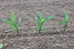 Siew kukurydzy w trudnych warunkach pogodowych