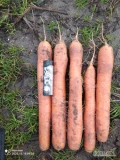 Witam. Sprzedam marchew odmiany Allyance. Towar ładny, zdrowy i bez wżerów. Cena za brudną