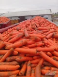Sprzedam Marchew  przemysłowa oglowiona  możliwość Płukania  , ilości tirowe tel 667280030