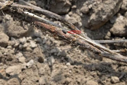 IOR: zgnilizna twardzikowa po raz pierwszy na... chmielu