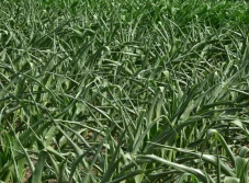 Upały na Węgrzech dają się we znaki kukurydzy