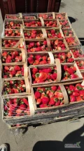 Truskawka ilości hurtowe ładna gruba świeżo rwana dostępne w stałej sprzedaży odbiór osobisty 