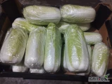 Sprzedam kapustę pekińską towar chłodnia zdrowy czysty w środku 14-16 na 10 kg
