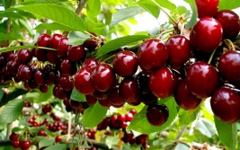 Urodzaj czereśni. Są tanie i nie ma na nie chętnych