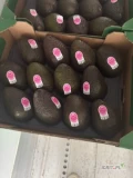 Witam sprzedam Awokado odmiana Hess certyfikaty UE, kraj pochodzenia Peru . Kontakt 798222930.