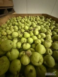 Sprzedam gruszkę lukasowka - zielona twarda, po przymrozkach, z chłodni. 