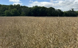 KZPRiRB: niezły rzepakowy początek tygodnia