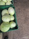 Sprzedam kapustę białą główki 1-4,5kg odmiana Longma .