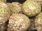 Sprzedam seler korzeniowy.  Waga 700-1200g. Cena 0,70 zł za kg.  Więcej informacji udzielę telefonicznie.