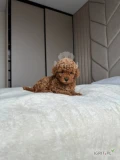 8-week-old toy poodle  puppies are typically small, weighing around 3 to 4 pounds. At this age, they are lively, curious, and full of...