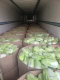 Sprzedam 10 ton kapusty pekińskiej jak 0,5-1.5 kg cena 2.20