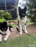 Szczeniak American Akita