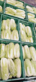 Sprzedam kapustę pekińską 0.4-1.7 kg. Ładna zielona lecz trafia się tipburn.