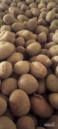 Sprzedam ziemniaki czerwone Baltic Ross ok 5 ton kaliber od 3-5cm i Soraya ok 4 ton kaliber od 3-5cm opakowanie do uzgodnienia 