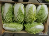 Sprzedam kapustę pekińska. 
