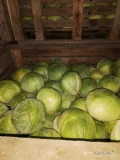 Sprzedam kapustę białą ładna zielona kal1-4 kg ilości paletowe.