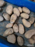 Witam sprzedam 300 worków ziemniaka Queen Anne ładny gruby ziemniak bez drobnych   możliwa faktura VAT  