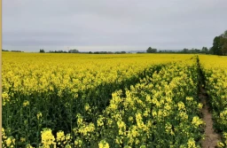 Wiosenna stymulacja rzepaku