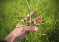 Jakie ceny za rzepak?