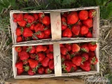 Sprzedam 1500 koszy pięknej świeżo rwanej verdi. Truskawka w nowym koszu odbiór koło południa lub wcześniej 