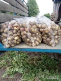 Ukopie dziś młodego ziemniaka 1.5-2 tony