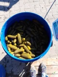 Sprzedam ogórki kiszone kal 6-12 ogórki twarde smaczne z własnej plantacji .8zl kilogram cena nie podlega negocjacji.