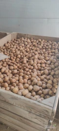 Sprzedam drobne ziemniaki odmiana riviera kaliber 3/5 cm 