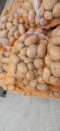 Sprzedam ziemniaki Bellarosa, gala , Soraya, tajfun 
