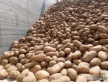Sprzedam ziemniaki jadalne żółte Soraya około 12 ton Kal 45 worek 15 kg szyty na palecie,jak również ziemniaki jadalne żółte Edison...