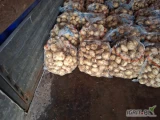 Sprzedam ziemniaki. Opakowanie do ustalenia.
