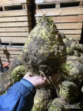 Sprzedam seler korzeniowy na brudno kaliber 1,3-3 kg, opakowanie big bag, skrzynia lub luzem na auto, możliwy dowóz. 
