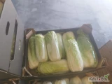 Sprzedam kapustę pekińska czysta bez robaka 